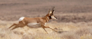 Deer running in drylands