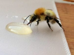 Closeup of a honeybee