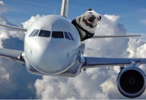 Dog sitting on an airplane
