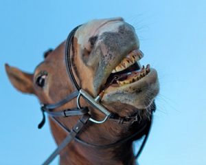 Close up of a horse showing its teeth