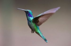 A closeup shot of hummingbird
