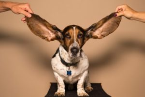 Dog with huge ears