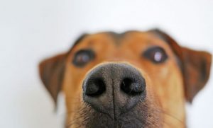 Closeup of a dog