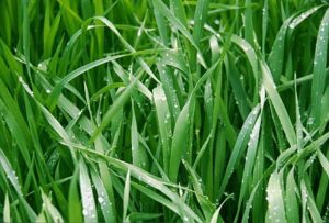 Close up of grass with morning dew